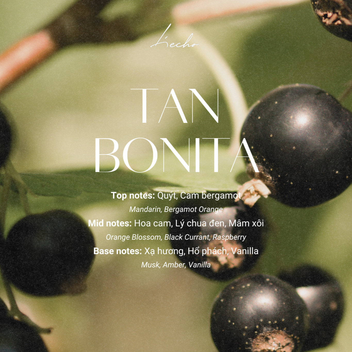 nuoc-hoa-huong-tan-bonita Nước hoa Tan Bonita của L'echo với thành phần quýt, cam bergamot, hoa cam, lý chua đen, xạ hương và vanilla