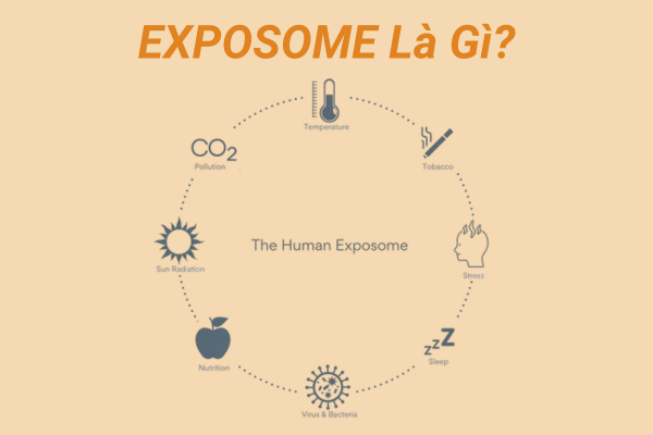 Exposome là gì?