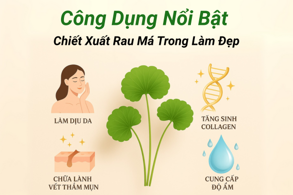 Công dụng nổi bật của chiết xuất rau má