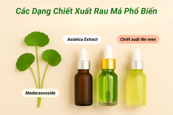 Các dạng chiết xuất rau má phổ biến