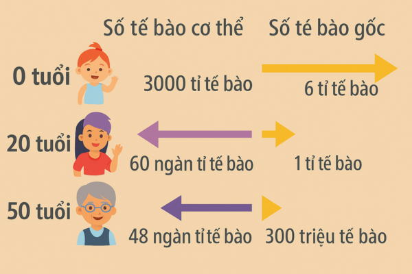 Độ tuổi nào nên bắt đầu sử dụng tế bào gốc