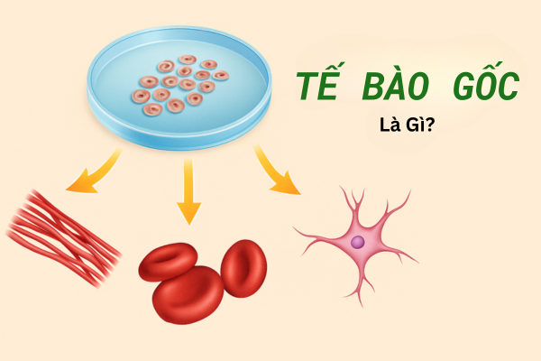 Tế bào gốc